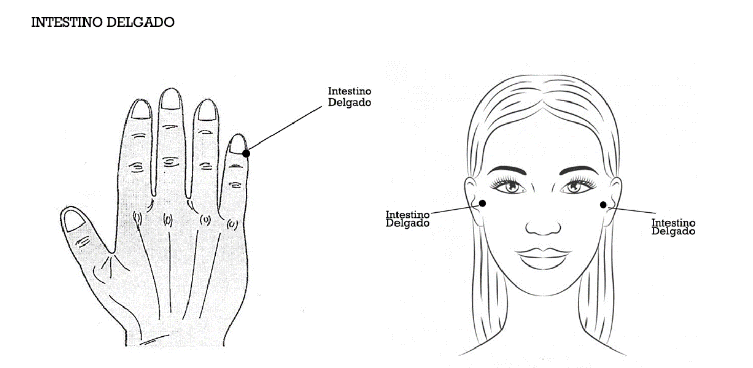 Pontos de tapping do meridiano Intestino Delgado, desenho original da metodologia